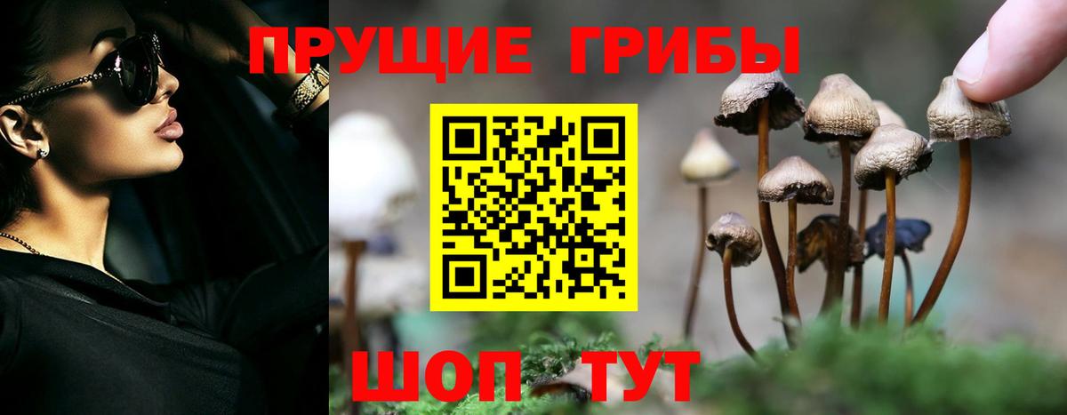 Псилоцибиновые грибы Cubensis Верхняя Пышма
